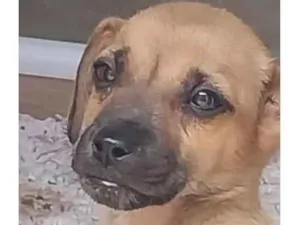 Cachorro raça SRD-ViraLata idade 2 a 6 meses nome Thor