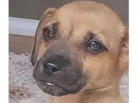Cachorro raça SRD-ViraLata idade 2 a 6 meses nome Thor