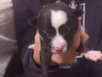 Cachorro raça SRD-ViraLata idade Abaixo de 2 meses nome filhotes 