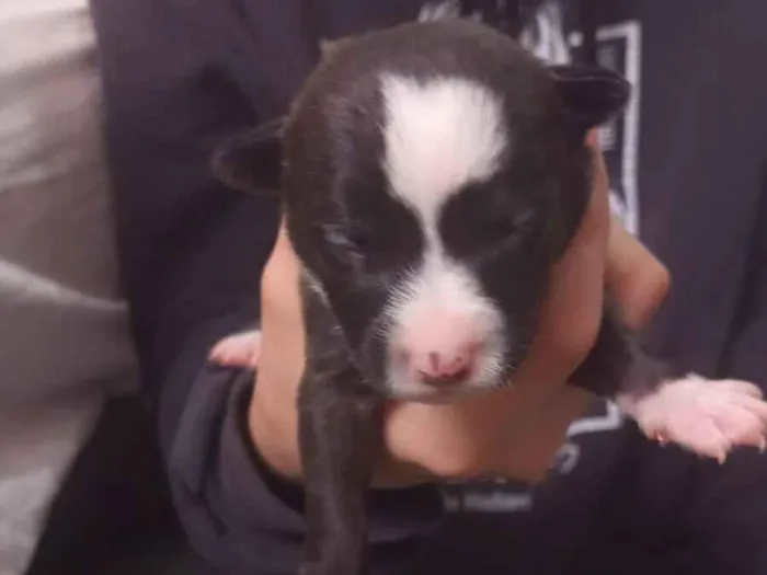 Cachorro raça SRD-ViraLata idade Abaixo de 2 meses nome filhotes 