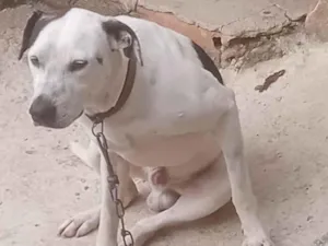 Cachorro raça SRD-ViraLata idade 4 anos nome  pingo Souza santos 