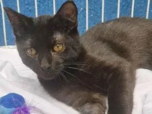 Gato raça SRD-ViraLata idade 2 a 6 meses nome ZÉ PRETINHO