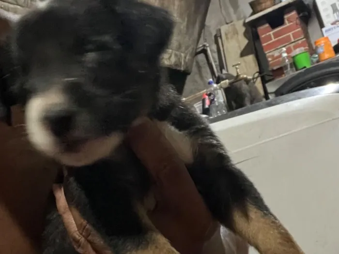 Cachorro raça SRD-ViraLata idade 2 a 6 meses nome Kiara