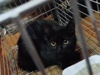 Gato raça SRD-ViraLata idade 1 ano nome Princesa 