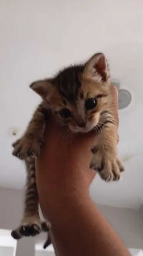 Gato raça SRD-ViraLata idade 2 a 6 meses nome HADES