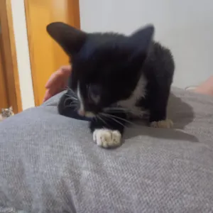 Gato raça SRD-ViraLata idade 2 a 6 meses nome Sem nome