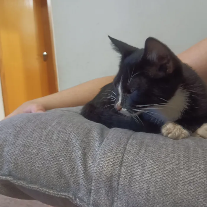 Gato raça SRD-ViraLata idade 2 a 6 meses nome Sem nome