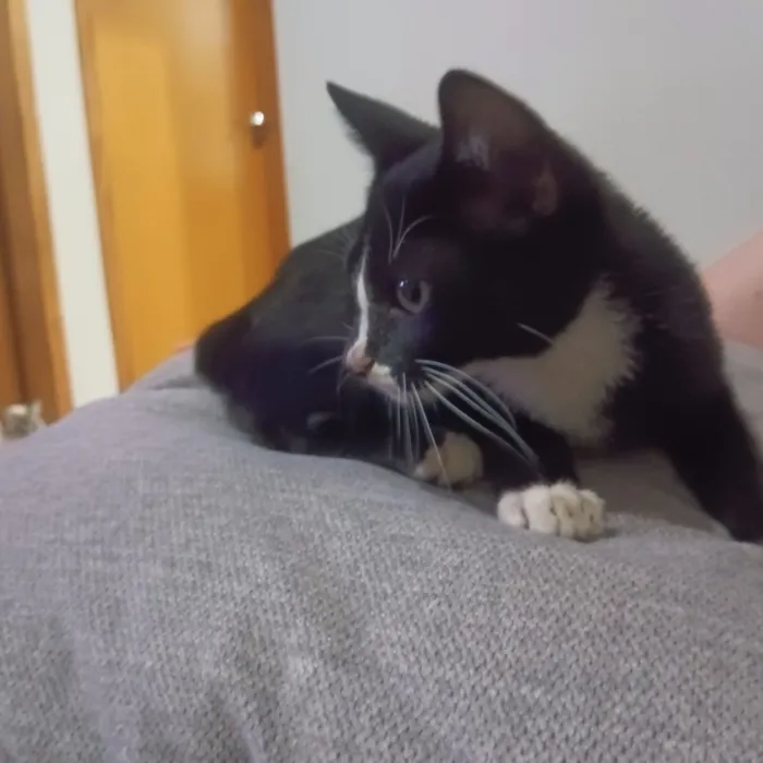 Gato raça SRD-ViraLata idade 2 a 6 meses nome Sem nome