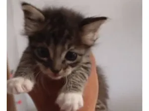 Gato raça SRD-ViraLata idade 2 a 6 meses nome JUJU