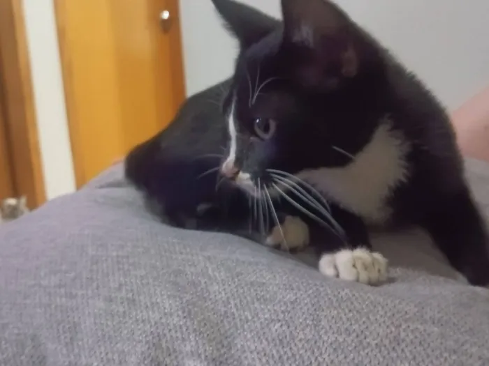 Gato raça SRD-ViraLata idade Abaixo de 2 meses nome Sem nome