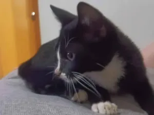Gato raça SRD-ViraLata idade Abaixo de 2 meses nome Sem nome