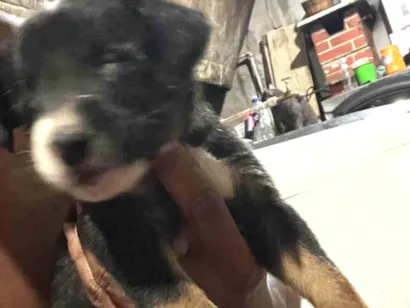 Cachorro raça SRD-ViraLata idade 2 a 6 meses nome Kiara