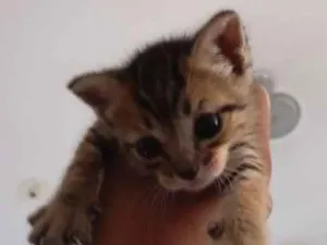 Gato raça SRD-ViraLata idade 2 a 6 meses nome HADES