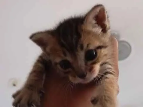 Gato raça SRD-ViraLata idade 2 a 6 meses nome HADES