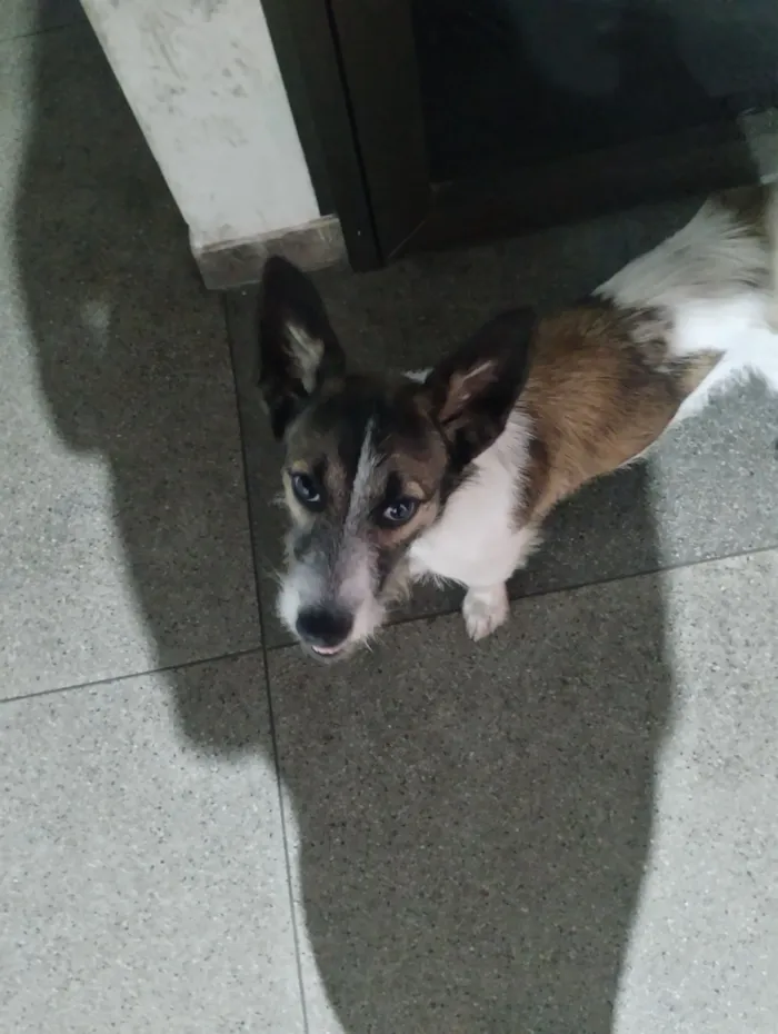 Cachorro raça SRD-ViraLata idade 7 a 11 meses nome Stich 