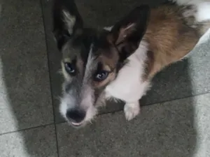 Cachorro raça SRD-ViraLata idade 7 a 11 meses nome Stich 