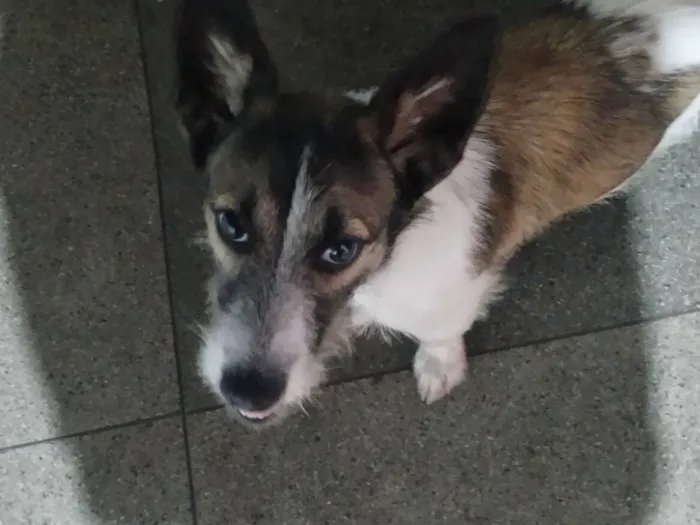 Cachorro raça SRD-ViraLata idade 7 a 11 meses nome Stich 