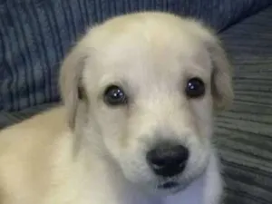 Cachorro raça Labrador idade 2 a 6 meses nome jkkljkoljklç