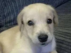 Cachorro raça Labrador idade 2 a 6 meses nome Thor