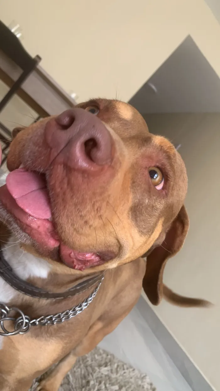 Cachorro raça Pit-Bull idade 2 anos nome Kiara