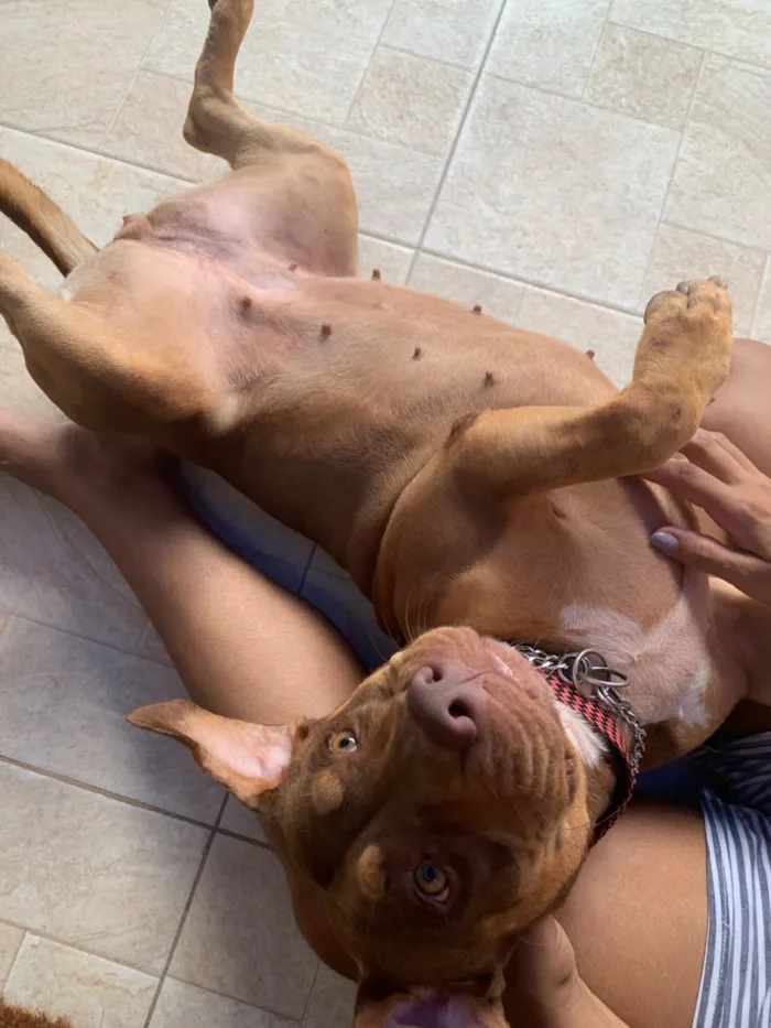 Cachorro raça Pit-Bull idade 2 anos nome Kiara