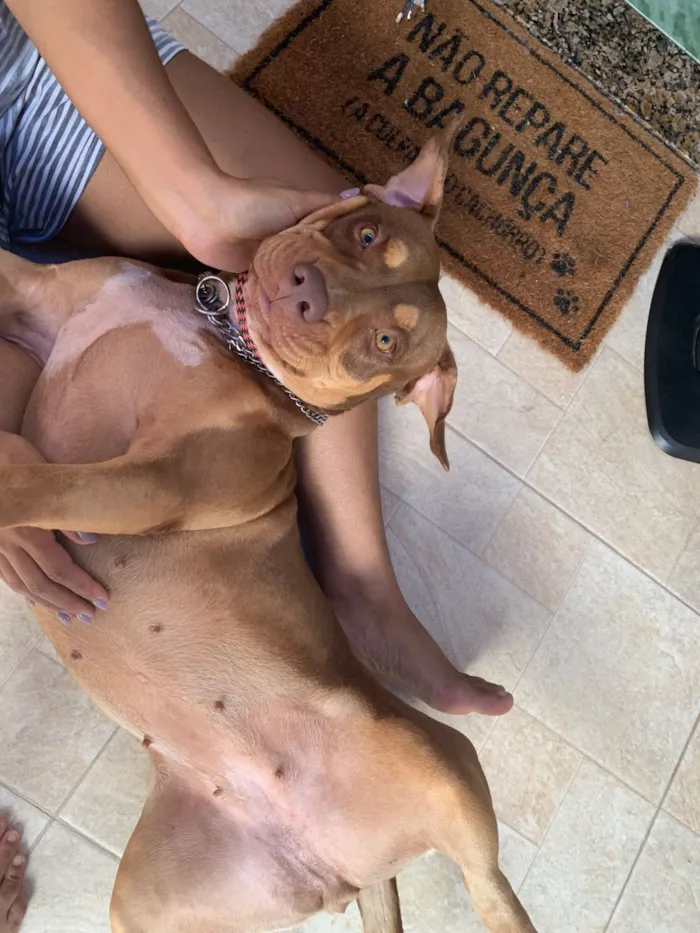 Cachorro raça Pit-Bull idade 2 anos nome Kiara