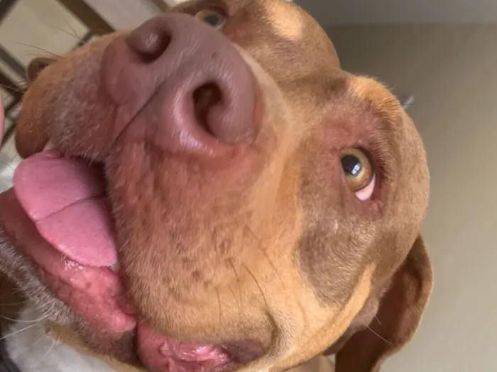 Cachorro raça Pit-Bull idade 2 anos nome Kiara