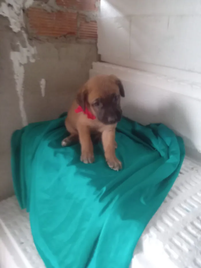 Cachorro raça SRD-ViraLata idade 2 a 6 meses nome Mel