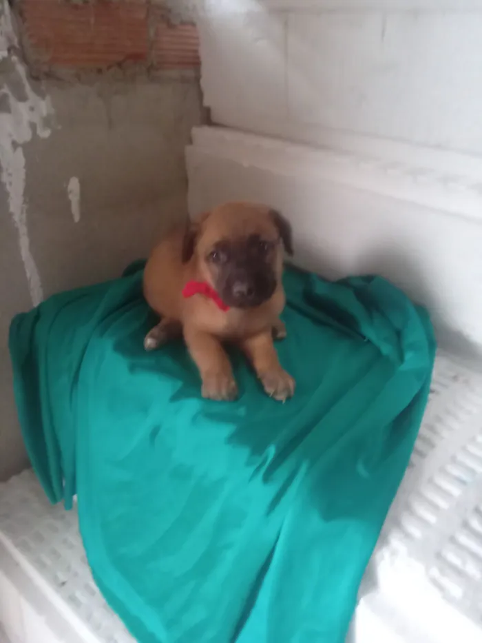 Cachorro raça SRD-ViraLata idade 2 a 6 meses nome Mel