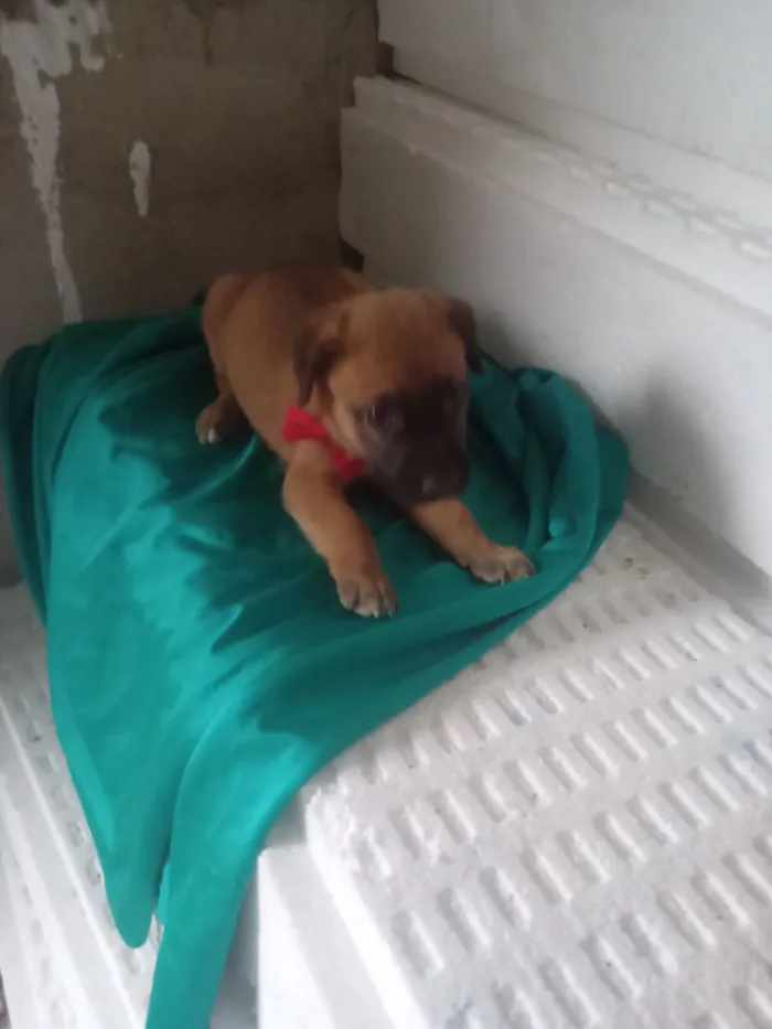 Cachorro raça SRD-ViraLata idade 2 a 6 meses nome Mel