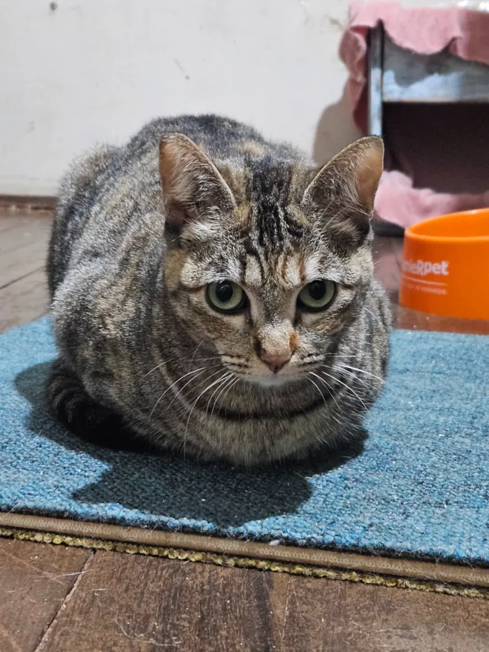 Gato raça SRD-ViraLata idade 3 anos nome Lola