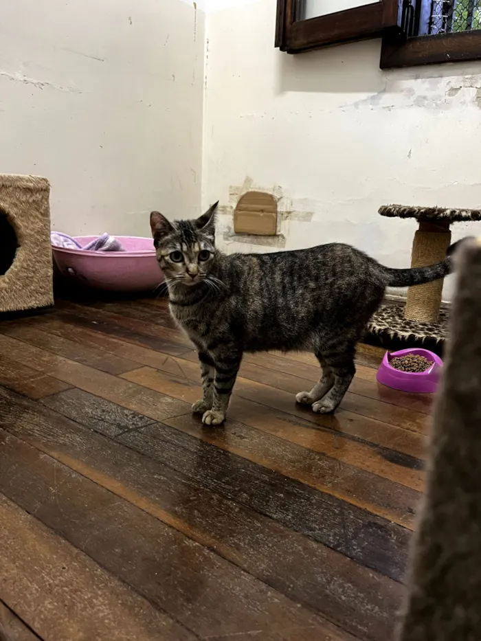 Gato raça SRD-ViraLata idade 3 anos nome Lola