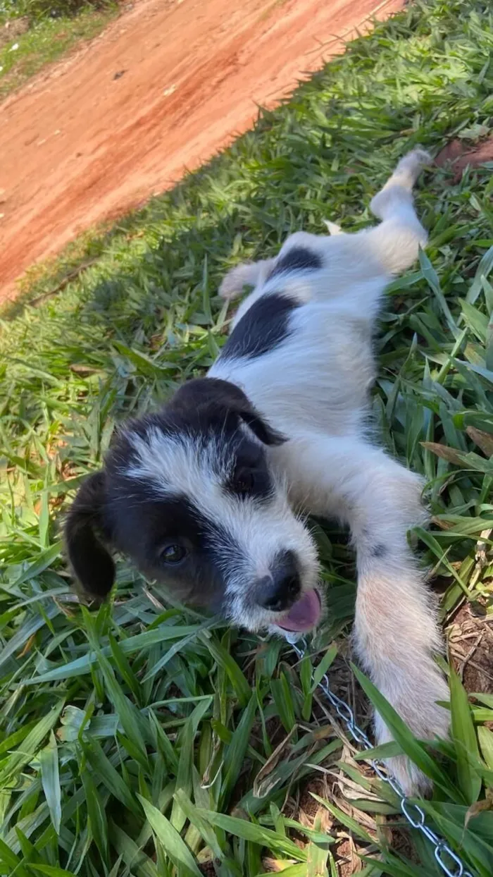 Cachorro raça SRD-ViraLata idade 2 a 6 meses nome lorde 