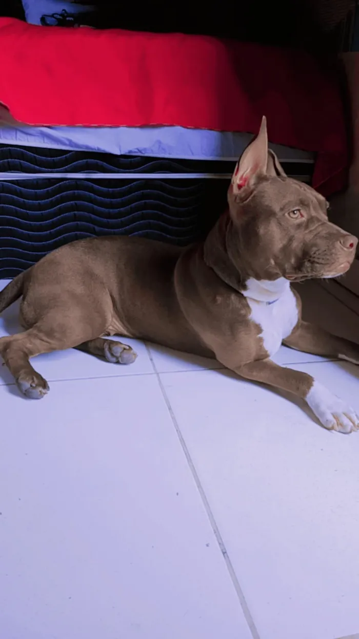 Cachorro raça Pit-Bull idade 5 anos nome cacau