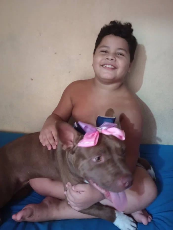 Cachorro raça Pit-Bull idade 5 anos nome cacau