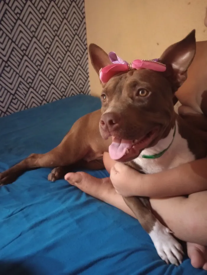 Cachorro raça Pit-Bull idade 5 anos nome cacau