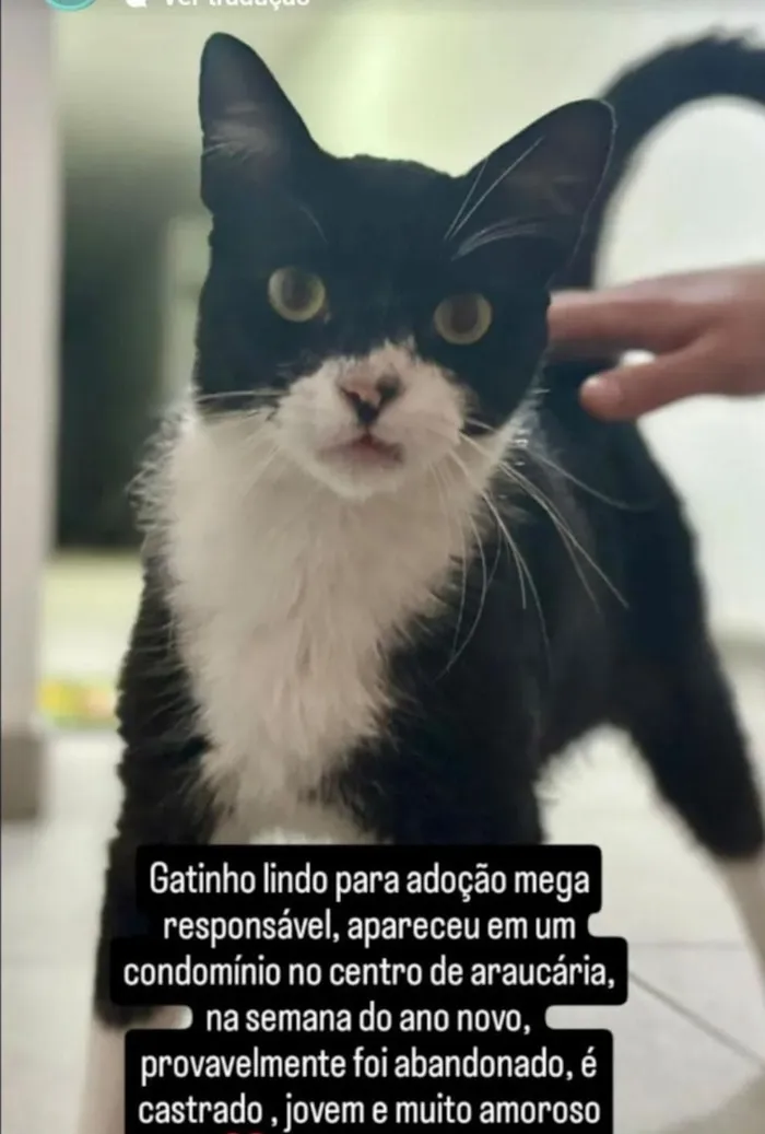 Gato raça SRD-ViraLata idade 2 anos nome Beto