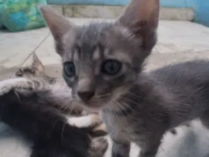 Gato raça SRD-ViraLata idade 2 a 6 meses nome Luiz Inácio 