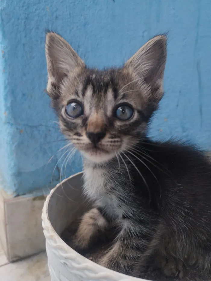 Gato raça SRD-ViraLata idade 2 a 6 meses nome yuko