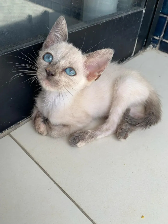 Gato raça SRD-ViraLata idade 2 a 6 meses nome Elaine Campos