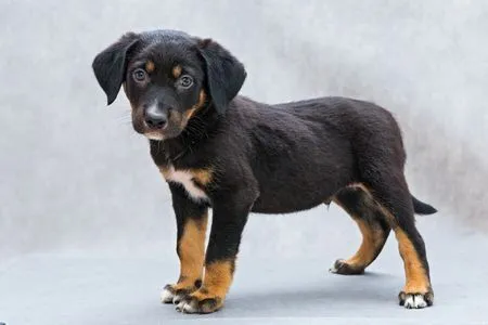 Cachorro raça SRD-ViraLata idade 2 a 6 meses nome Pretinho