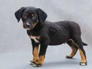 Cachorro raça SRD-ViraLata idade 2 a 6 meses nome Pretinho