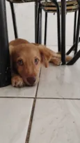 Cachorro raça SRD-ViraLata idade 2 a 6 meses nome Bob 