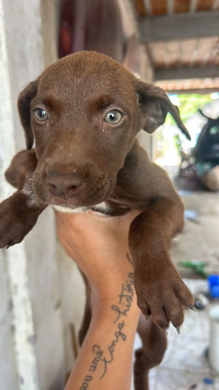 Cachorro raça SRD-ViraLata idade 2 a 6 meses nome Sem nome 