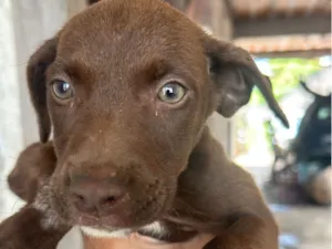 Cachorro raça SRD-ViraLata idade 2 a 6 meses nome Sem nome 