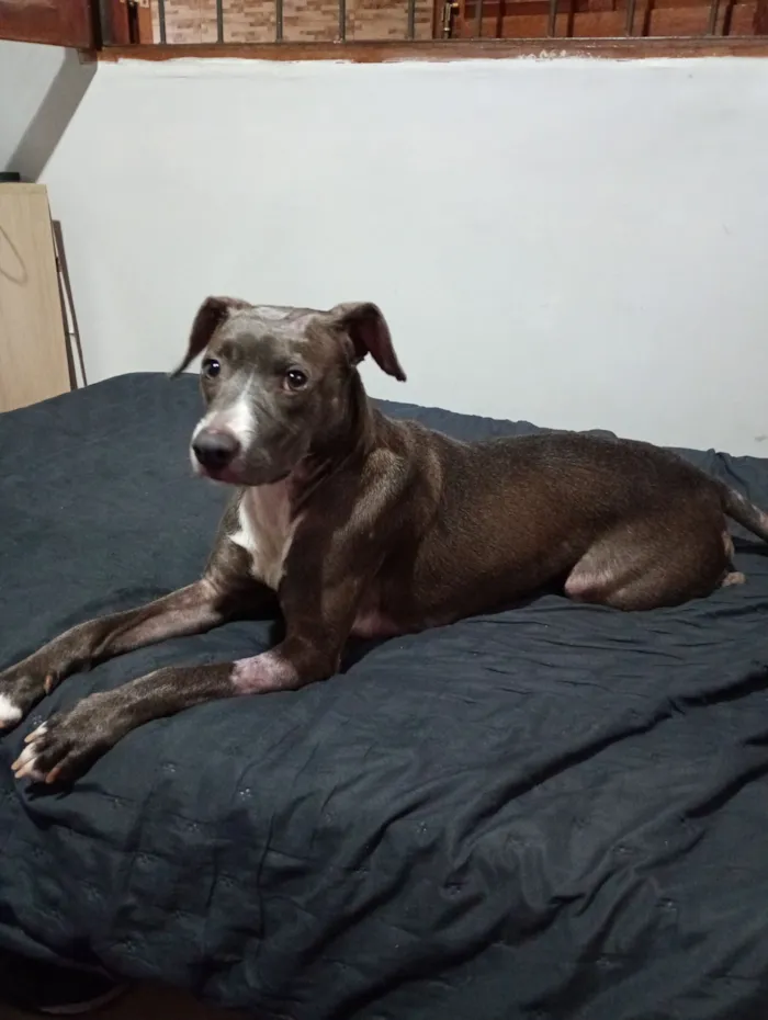 Cachorro raça SRD-ViraLata idade 7 a 11 meses nome Honda