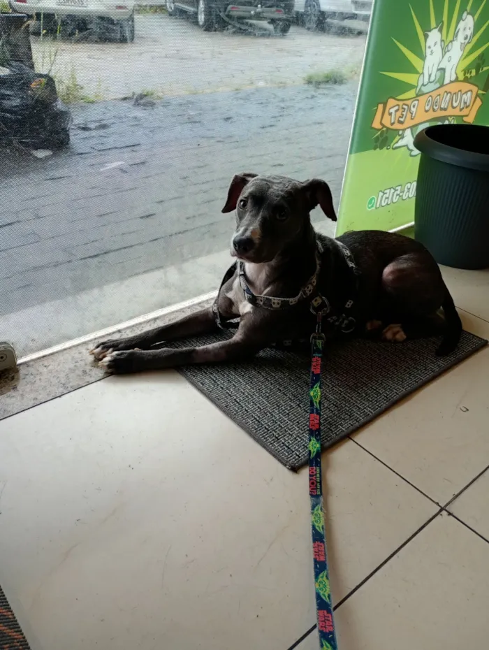 Cachorro raça SRD-ViraLata idade 7 a 11 meses nome Honda