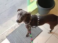 Cachorro raça SRD-ViraLata idade 7 a 11 meses nome Honda