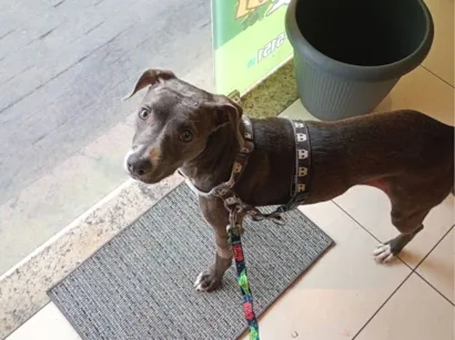 Cachorro raça SRD-ViraLata idade 7 a 11 meses nome Honda