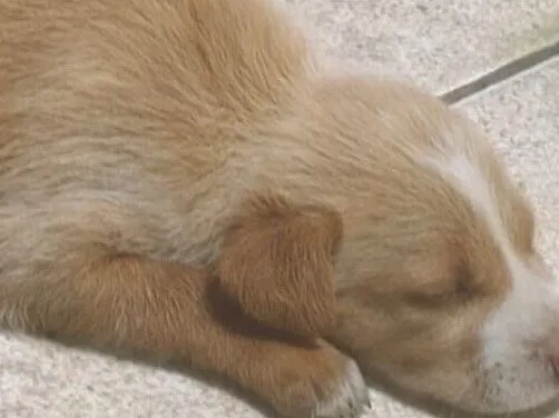 Cachorro raça SRD-ViraLata idade 2 a 6 meses nome Sem nome 